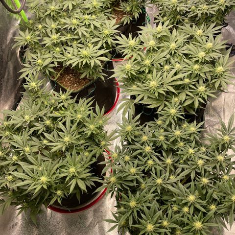 Pineapple Chunk growlog timeline photo