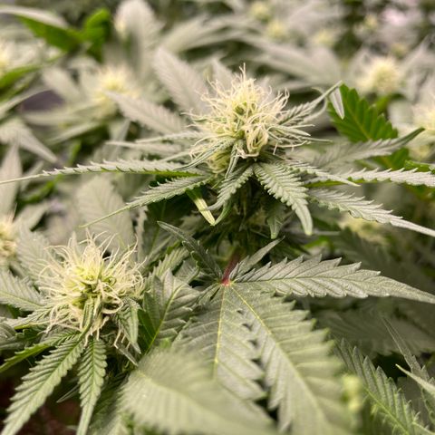 Pineapple Chunk growlog timeline photo