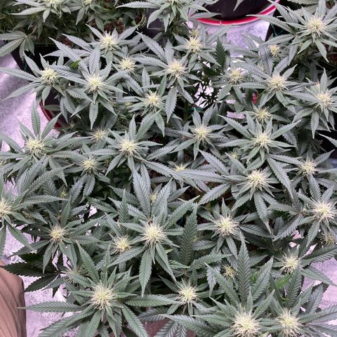 Pineapple Chunk growlog timeline photo