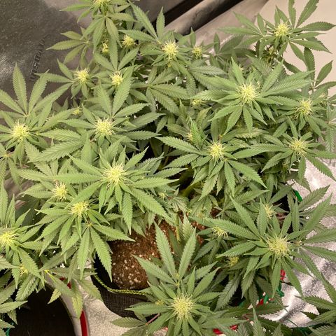 Pineapple Chunk growlog timeline photo