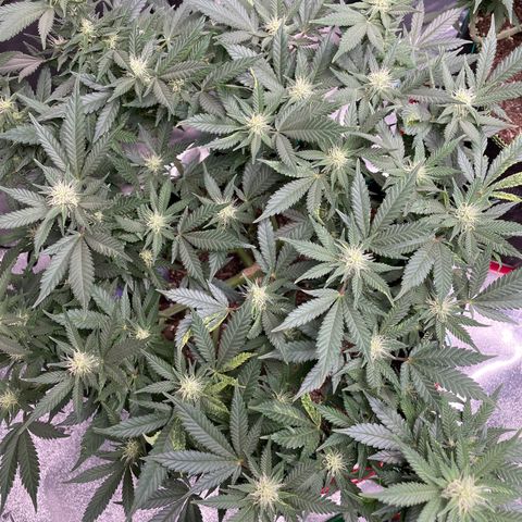 Pineapple Chunk growlog timeline photo
