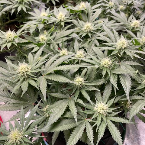 Pineapple Chunk growlog timeline photo