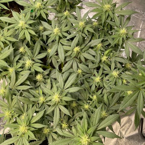 Pineapple Chunk growlog timeline photo