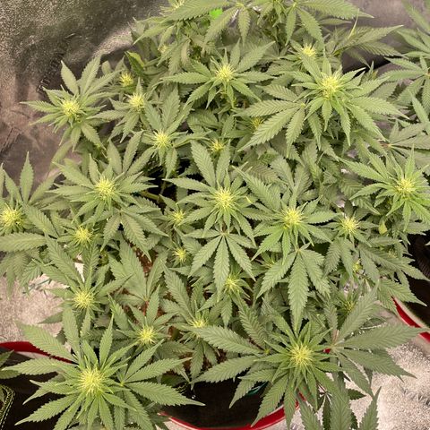 Pineapple Chunk growlog timeline photo