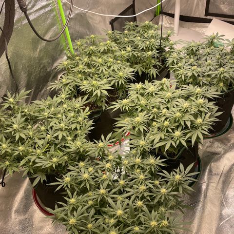 Pineapple Chunk growlog timeline photo