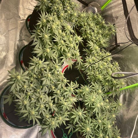 Pineapple Chunk growlog timeline photo
