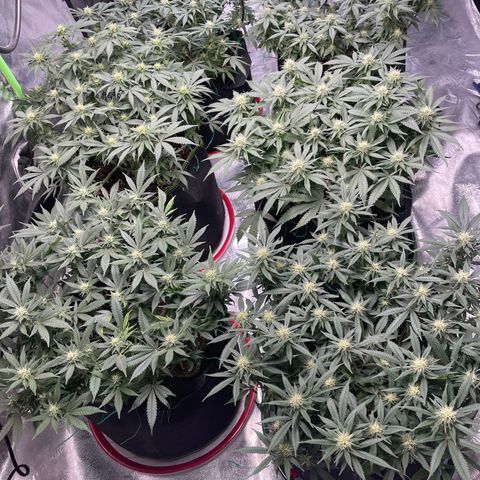 Pineapple Chunk growlog timeline photo