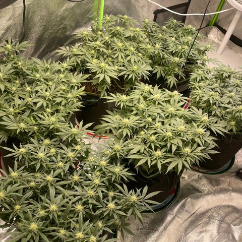 Pineapple Chunk growlog timeline photo