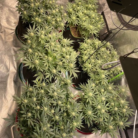 Pineapple Chunk growlog timeline photo