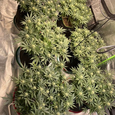 Pineapple Chunk growlog timeline photo