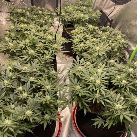 Pineapple Chunk growlog timeline photo