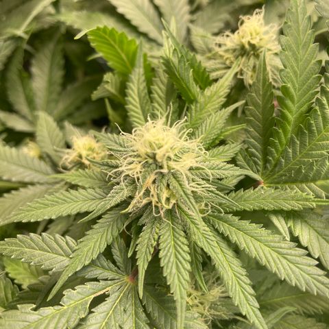 Pineapple Chunk growlog timeline photo