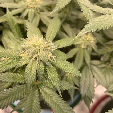 Pineapple Chunk growlog timeline photo