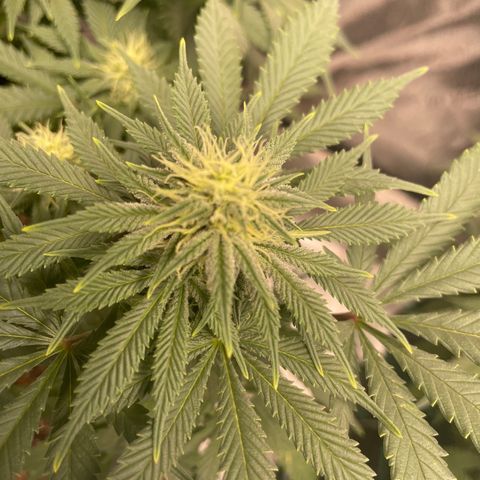 Pineapple Chunk growlog timeline photo