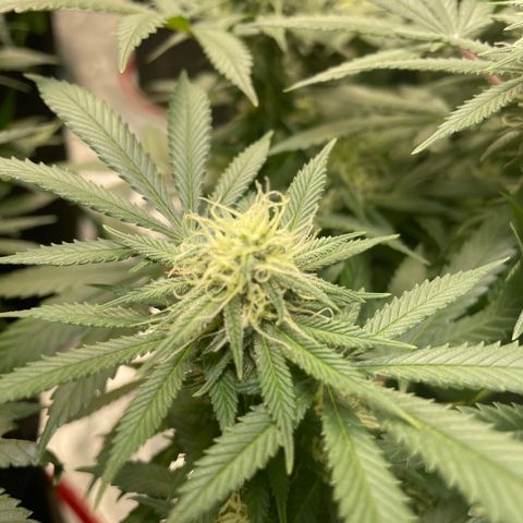 Pineapple Chunk growlog timeline photo