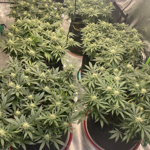 Pineapple Chunk growlog timeline photo