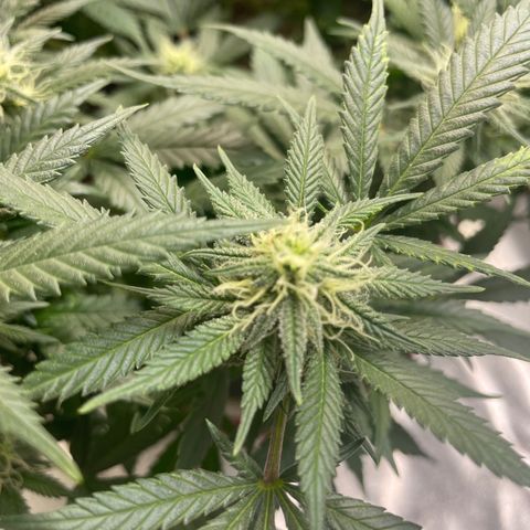 Pineapple Chunk growlog timeline photo