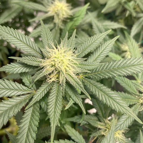 Pineapple Chunk growlog timeline photo