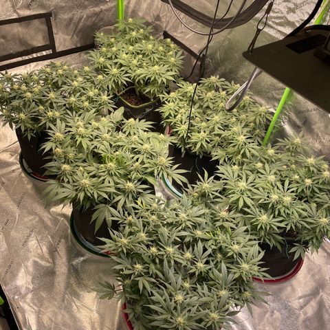 Pineapple Chunk growlog timeline photo