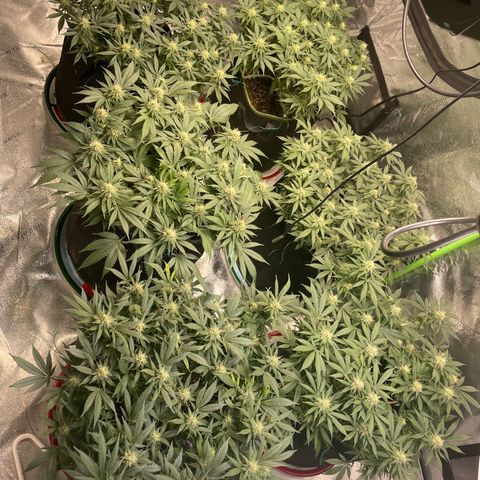 Pineapple Chunk growlog timeline photo