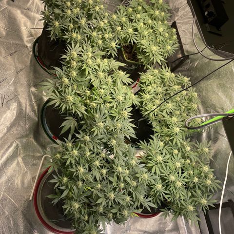 Pineapple Chunk growlog timeline photo