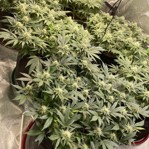 Pineapple Chunk growlog timeline photo