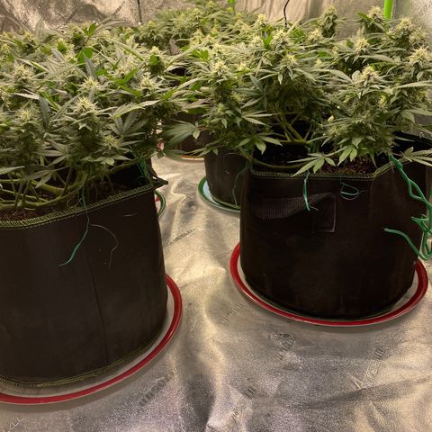 Pineapple Chunk growlog timeline photo