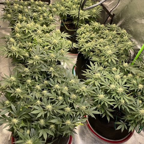 Pineapple Chunk growlog timeline photo