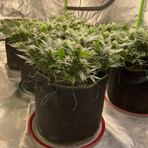 Pineapple Chunk growlog timeline photo