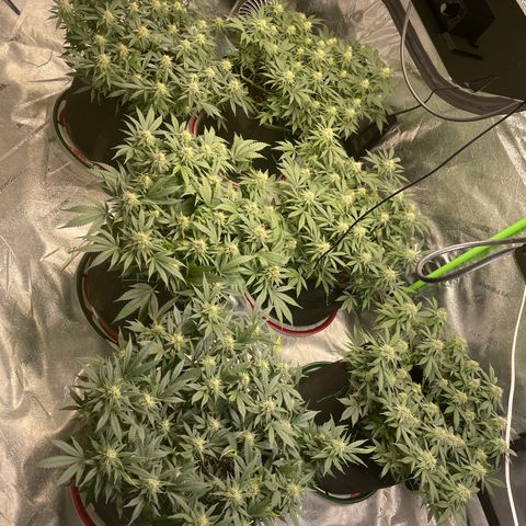 Pineapple Chunk growlog timeline photo