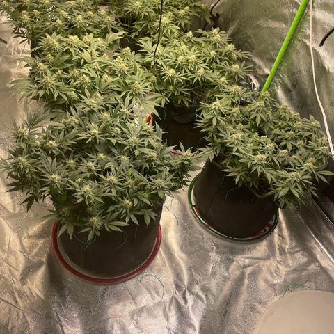 Pineapple Chunk growlog timeline photo