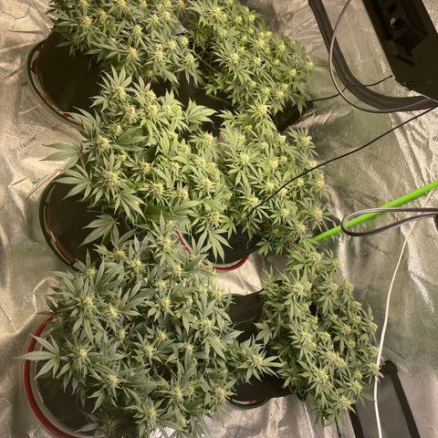 Pineapple Chunk growlog timeline photo