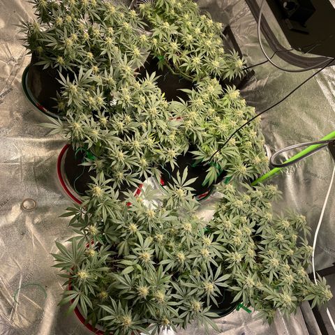 Pineapple Chunk growlog timeline photo