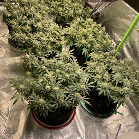 Pineapple Chunk growlog timeline photo