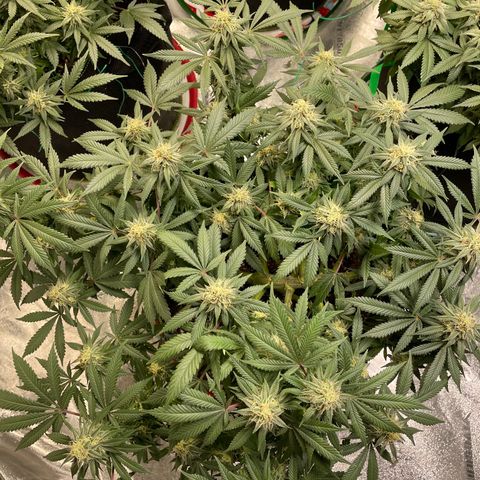 Pineapple Chunk growlog timeline photo
