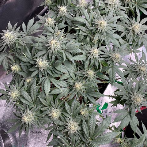 Pineapple Chunk growlog timeline photo