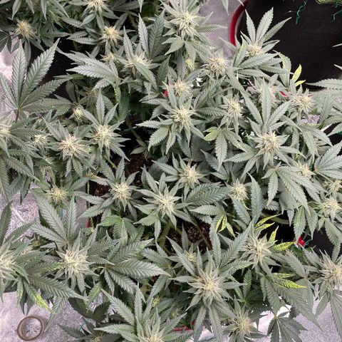 Pineapple Chunk growlog timeline photo