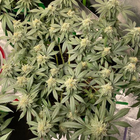Pineapple Chunk growlog timeline photo