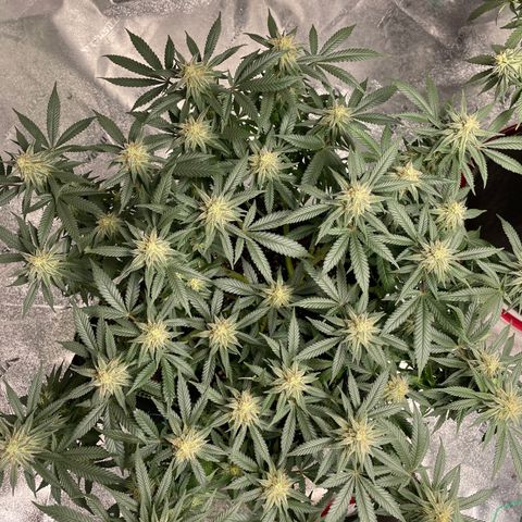 Pineapple Chunk growlog timeline photo