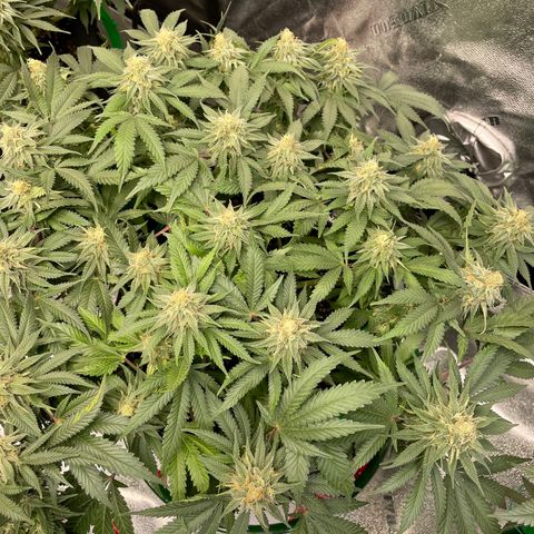 Pineapple Chunk growlog timeline photo