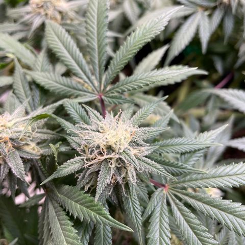 Pineapple Chunk growlog timeline photo