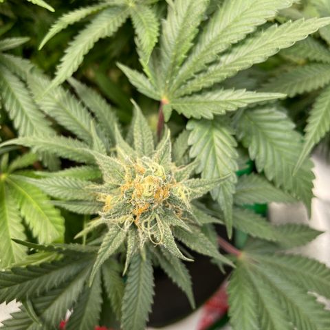 Pineapple Chunk growlog timeline photo