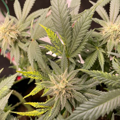 Pineapple Chunk growlog timeline photo