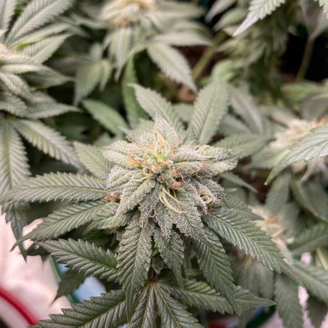 Pineapple Chunk growlog timeline photo
