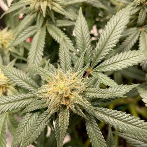 Pineapple Chunk growlog timeline photo