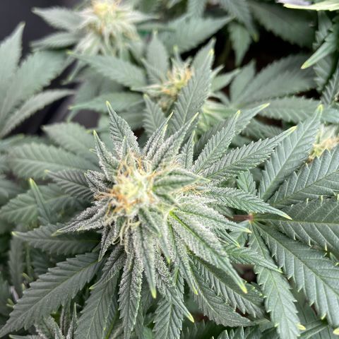 Pineapple Chunk growlog timeline photo