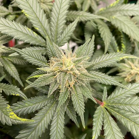 Pineapple Chunk growlog timeline photo