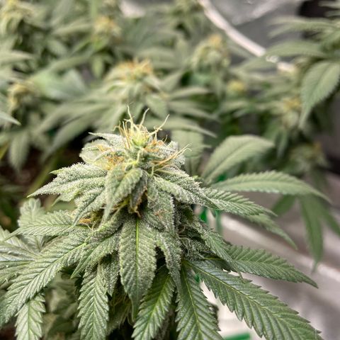 Pineapple Chunk growlog timeline photo