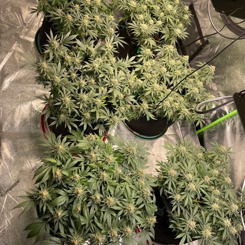 Pineapple Chunk growlog timeline photo