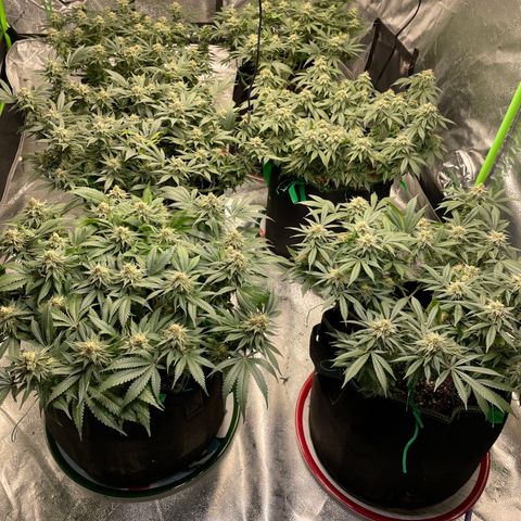 Pineapple Chunk growlog timeline photo